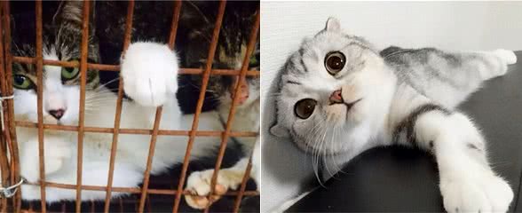 这6种猫不能带回家,你以为是捡到宝,其实是麻烦上身