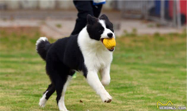 边境牧羊犬应该怎么训练？训练什么？