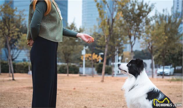 边境牧羊犬应该怎么训练？训练什么？