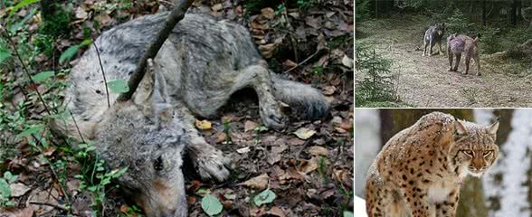 同等体型下，猫科和犬科谁的战斗力更强，北美灰狼能打赢花豹吗？