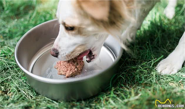 狗狗营养不良，不是拼命给食物就行，营养不均衡越吃越瘦