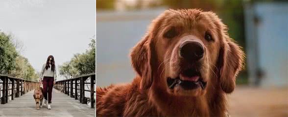 狗狗不喜欢牵引绳怎么办？资深铲屎官来教你