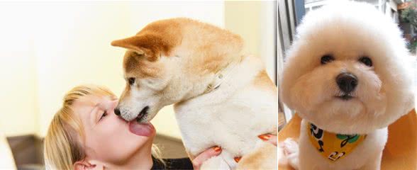 狗这5种行为,竟然是爱主人的表现?太甜了