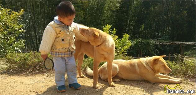 狗狗不只是简单的陪伴犬，有6种重要角色，你家狗子是哪种？