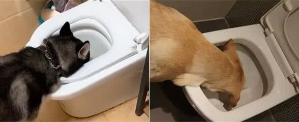 在狗狗眼里，喝马桶里的水，其实很正常