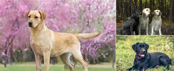 拉布拉多犬如何，好养吗？