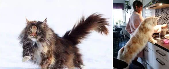 养了只缅因猫，会有什么神奇的体验？