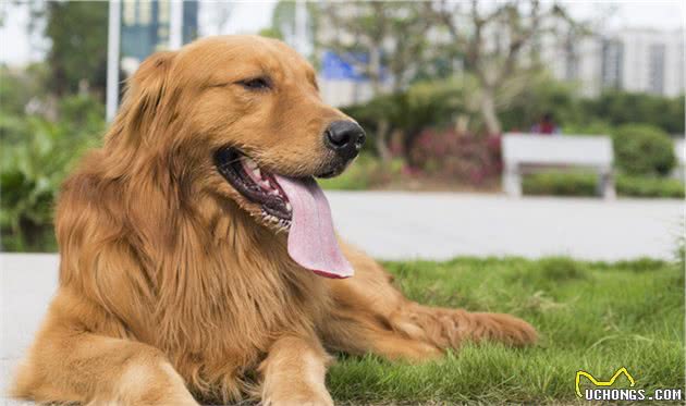 作为性格温顺的家庭宠物犬，金毛的饲养及选购需要注意哪些方面？