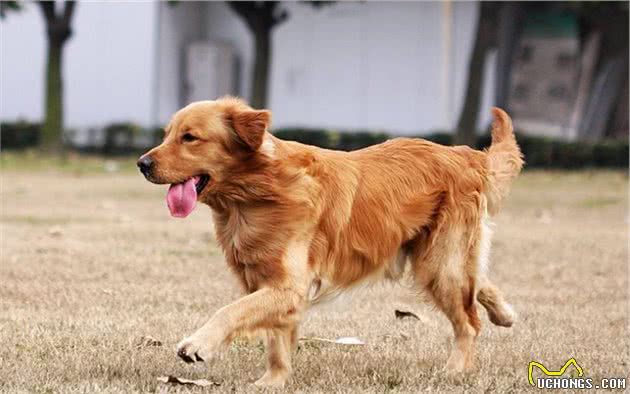 作为性格温顺的家庭宠物犬，金毛的饲养及选购需要注意哪些方面？