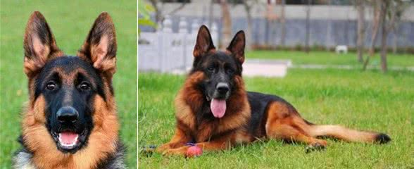 看完德国牧羊犬的这6个缺点，你还敢养算我输