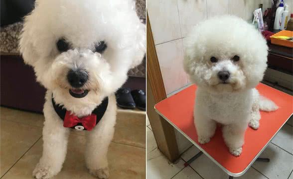 个人经验分享：比熊犬的毛发粗糙，多数是这几个原因