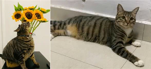 为什么有些国人不喜欢狸花猫呢？
