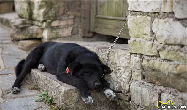 中华田园犬有什么优点？明明聪明又可爱，为什么一直被歧视？