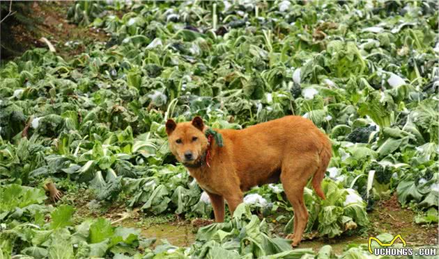 中华田园犬有什么优点？明明聪明又可爱，为什么一直被歧视？