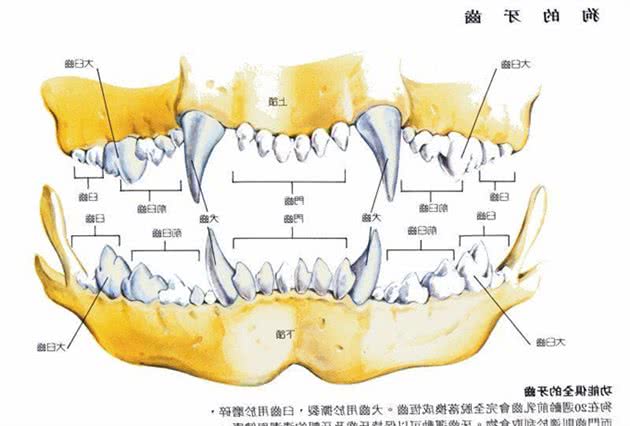 小狗长牙换牙都会难受，咬人可能是这时形成的坏习惯