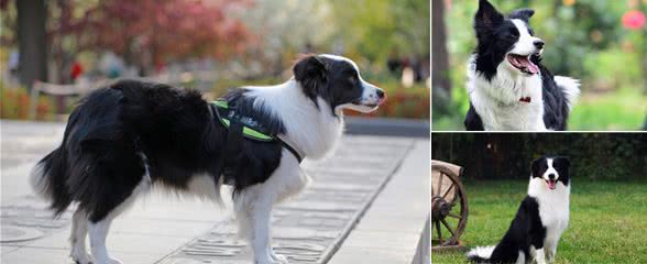 为什么建议第一次养狗的人，不要养边境牧羊犬？