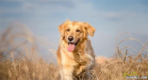 金毛具有敏锐的嗅觉、高的智商，为什么不能成为追踪犬和防暴犬？