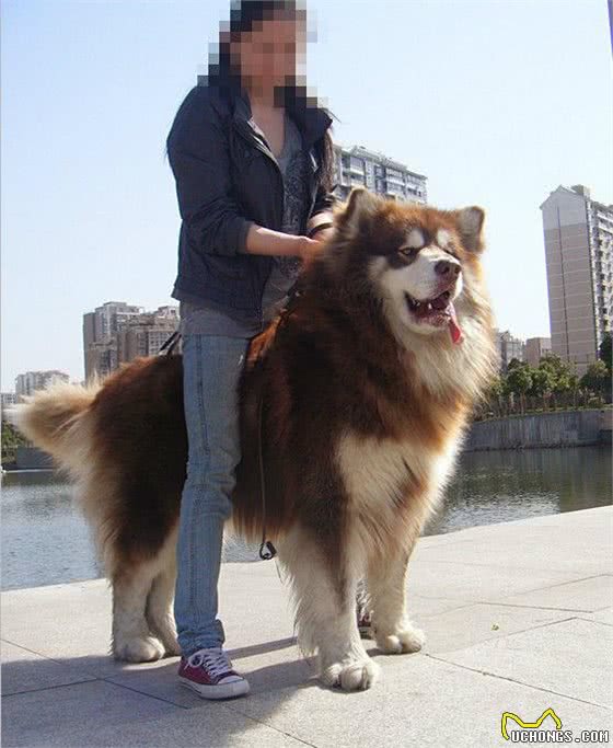阿拉斯加雪橇犬：北欧所有犬种中最强壮有力的工作犬