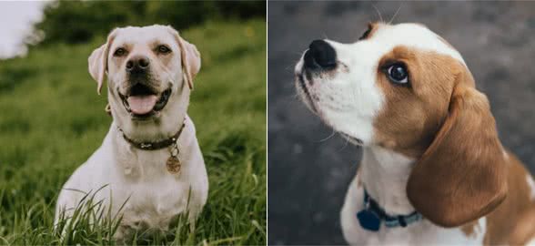 狗狗鼻子变得干燥一定是疾病所致吗？狗狗鼻子干燥的原因有哪些
