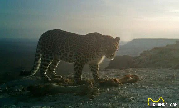 西亚现存最强大的猫科猛兽，高加索山脉的王者—波斯豹