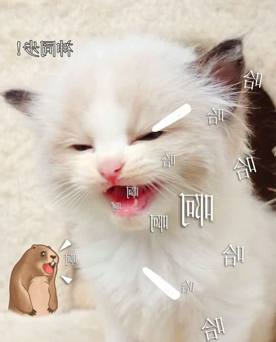布偶猫小知识：如果你还不了解这些知识，说明你不够爱布偶猫