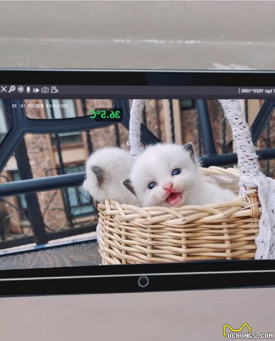布偶猫小知识：如果你还不了解这些知识，说明你不够爱布偶猫