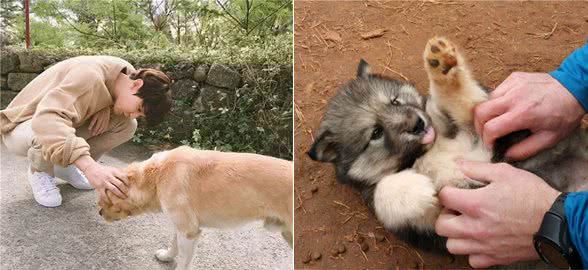 狗狗爱你的“秘密”，你越摸它这几个部位，它就越开心