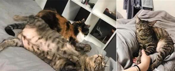 狸花猫对厕所门合掌拜拜，主人爆笑，“不说芝麻开门是开不了的”