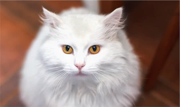 世界名猫-土耳其安哥拉猫