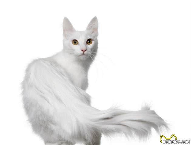 世界名猫-土耳其安哥拉猫