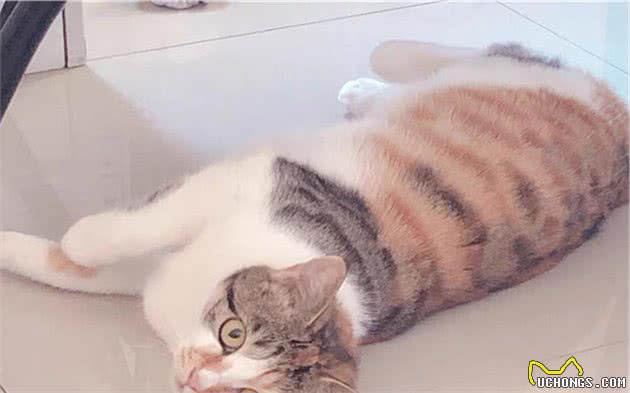 辟谣，猫咪摇头、抓耳只是耳螨作祟？小心变成严重的外耳炎