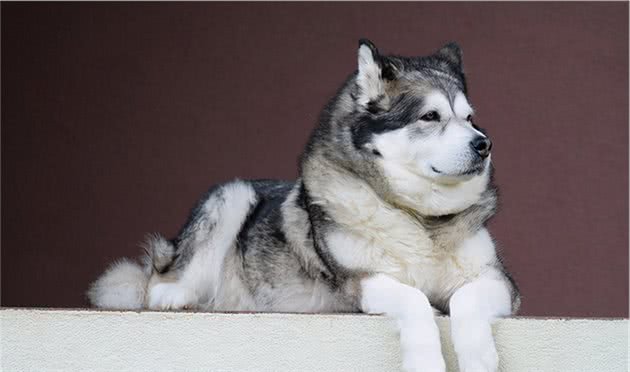 阿拉斯加雪橇犬(AlaskanMalamute)性格介绍