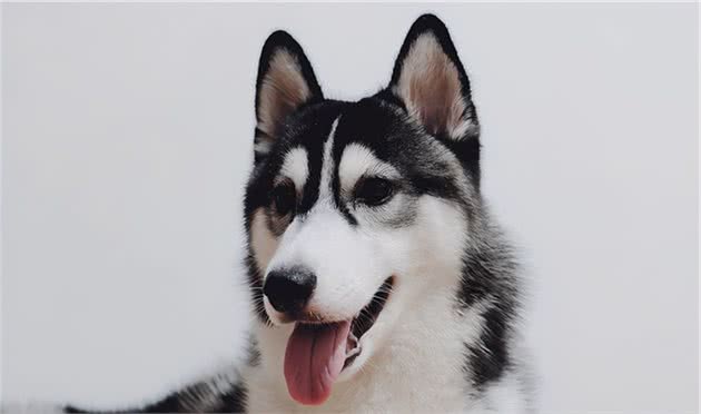 阿拉斯加雪橇犬(AlaskanMalamute)性格介绍