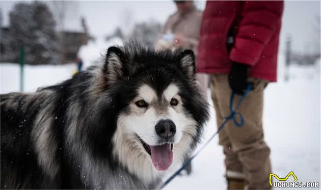 阿拉斯加雪橇犬(AlaskanMalamute)性格介绍