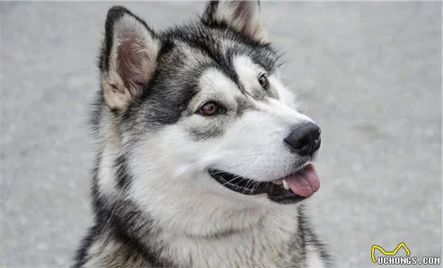 阿拉斯加雪橇犬(AlaskanMalamute)性格介绍