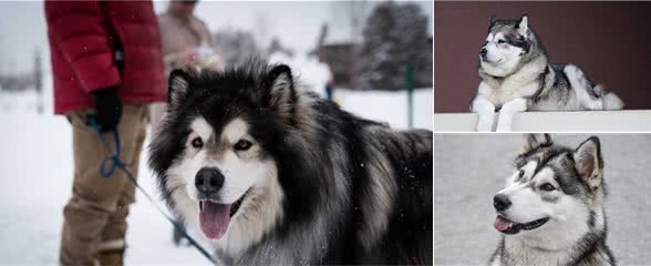 阿拉斯加雪橇犬(AlaskanMalamute)性格介绍