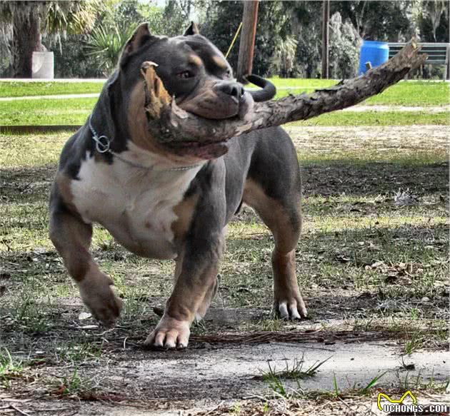 力量足，智商低，猛犬中的4大莽夫，其中它被称为斗犬永动机