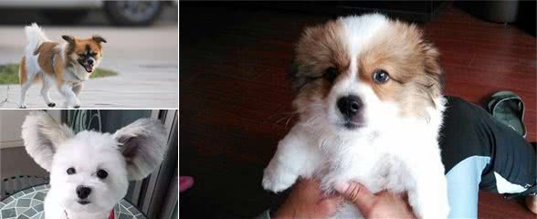 狗狗并不是越纯越好，串串狗有这5大“优势”，要比纯种犬好多了
