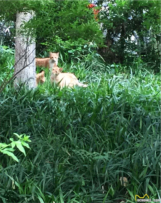 流浪猫二代“猫哥哥”走了，流浪猫五代在草丛里长出来