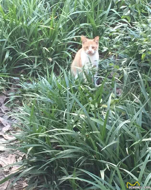 流浪猫二代“猫哥哥”走了，流浪猫五代在草丛里长出来