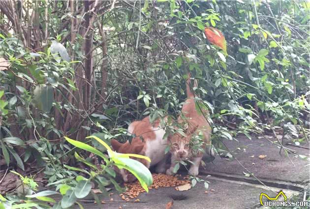 流浪猫二代“猫哥哥”走了，流浪猫五代在草丛里长出来