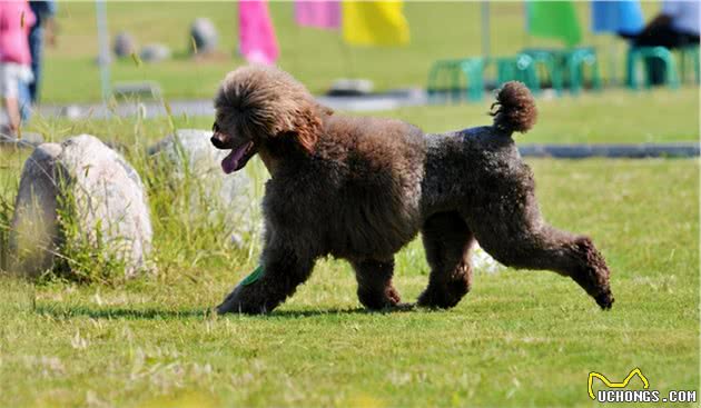 贵宾犬随处可见，为何“巨型贵宾犬”却无人问津？