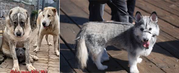 狗狗网上爆红,网友看背影以为是猫咪,小短腿太可爱了