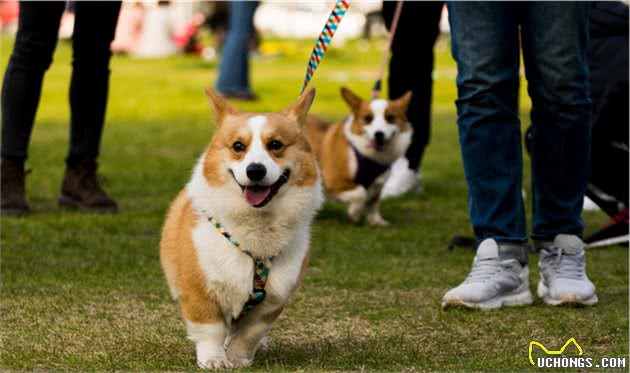 曾经的皇室宠物，如今为什么沦为“土狗”，西施犬：你会选择我吗