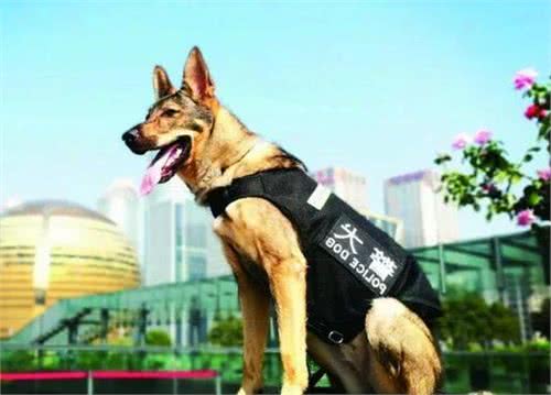 这6种狗狗，都是中国现用的警犬，养一只不后悔