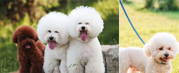 比熊犬的“标准体重”是多少斤，你清楚吗？