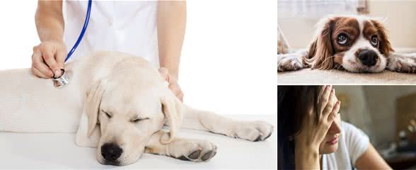 狗狗呕吐怎么办？收藏本篇干货，让您不再措手不及！