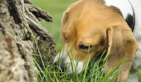 外来犬为什么比田园犬爱吃便便？原因有五个，主要是智力低