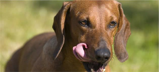 外来犬为什么比田园犬爱吃便便？原因有五个，主要是智力低