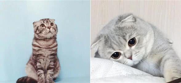继折耳猫之后，又出现“折耳立耳猫”，一文教你分辨折耳猫品种